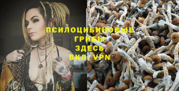 стафф Алзамай